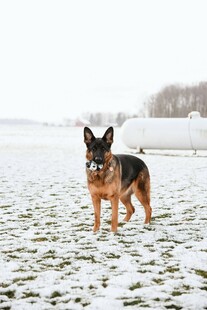 雪地中的德国牧羊犬