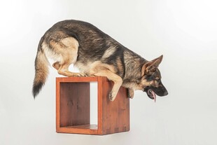 德国牧羊犬展示敏捷技巧