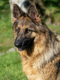 德国牧羊犬户外帅气模样
