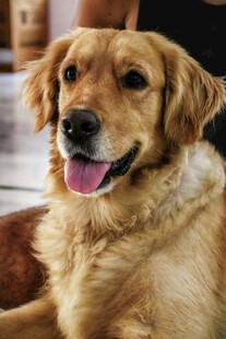 可爱金毛犬吐舌卖萌
