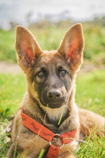 草地上的帅气德国牧羊犬