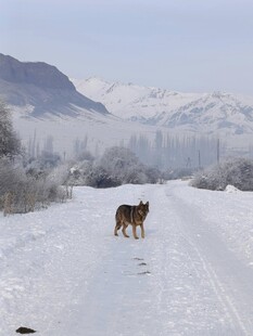 雪地孤狼