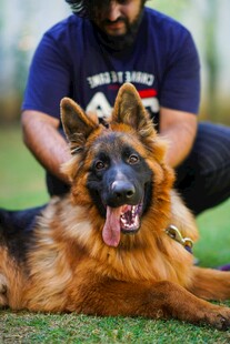 男子与德国牧羊犬亲密互动