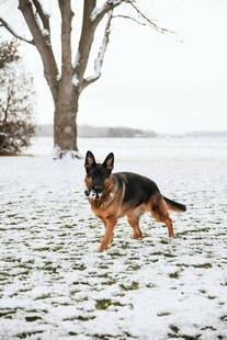 雪地中奔跑的德国牧羊犬