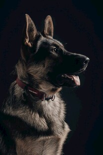 德国牧羊犬特写