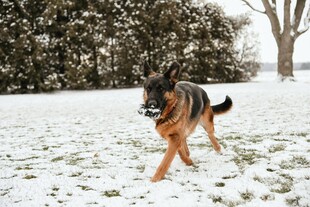 雪地中奔跑的德国牧羊犬