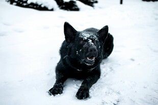 雪地中的黑色狗狗