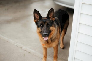 门口的德国牧羊犬