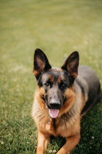 草地上可爱的德国牧羊犬