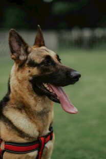 德国牧羊犬户外吐舌瞬间