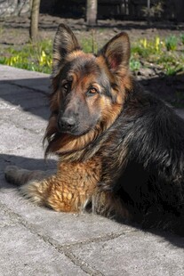 阳光下休憩的德国牧羊犬