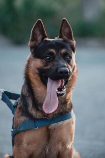 吐舌的帅气德国牧羊犬