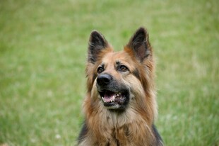 草地中的德国牧羊犬