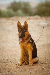 德国牧羊犬坐于户外沙地