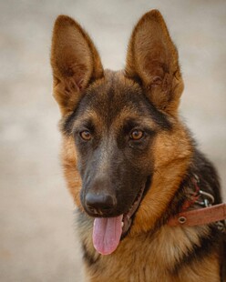 可爱德国牧羊犬吐舌卖萌