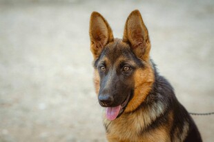 帅气德国牧羊犬特写