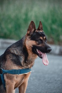 帅气德国牧羊犬户外吐舌
