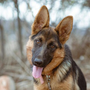 可爱德国牧羊犬吐舌卖萌