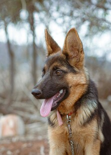 帅气德国牧羊犬户外吐舌
