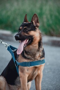 拴着牵引绳的德国牧羊犬