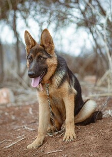 德国牧羊犬户外惬意坐姿