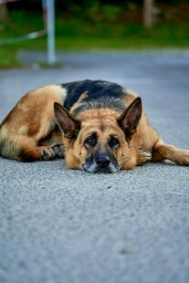 趴着休息的德国牧羊犬