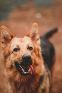 可爱德国牧羊犬张嘴微笑