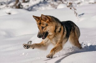 雪地中奔跑的德国牧羊犬