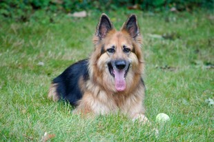 德国牧羊犬草地惬意休憩