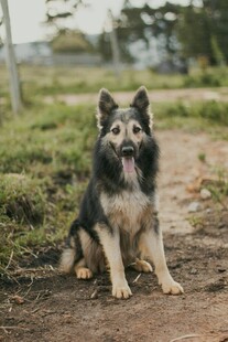 坐着的德国牧羊犬