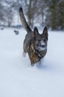 雪地中奔跑的狗狗