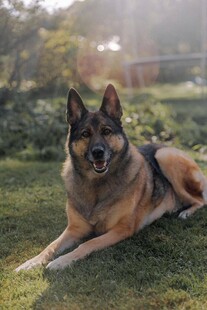 阳光下休憩的德国牧羊犬