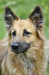 可爱长毛犬特写