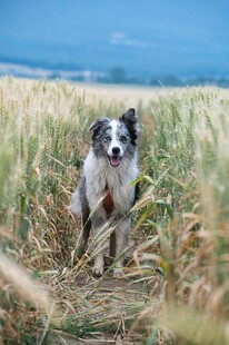 田野中的帅气牧羊犬