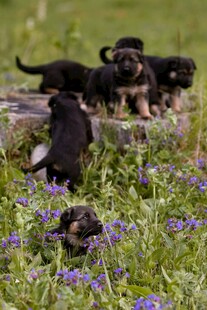 草地上的可爱幼犬