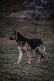 站立的德国牧羊犬
