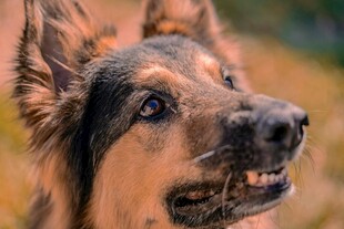 德国牧羊犬的可爱瞬间