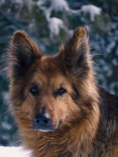 雪地中的长毛德国牧羊犬