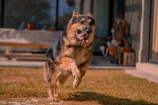 奔跑的德国牧羊犬