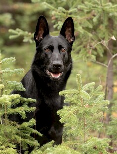 黑犬立于绿植间