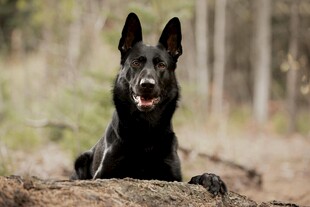 户外德国牧羊犬