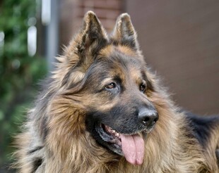 可爱德国牧羊犬吐舌卖萌