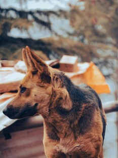 户外站立的帅气德国牧羊犬