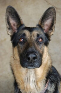 德国牧羊犬特写