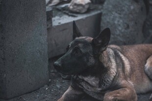 趴着的黑犬