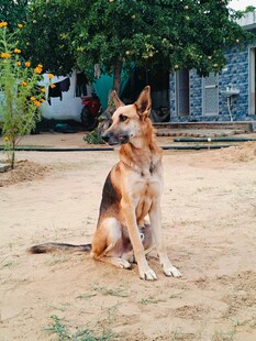 坐于户外的帅气德国牧羊犬