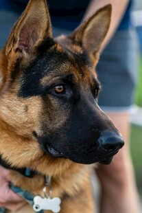 帅气德国牧羊犬特写