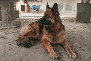 趴卧的帅气德国牧羊犬