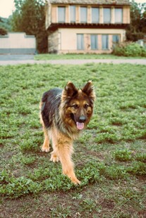 草地上的可爱德国牧羊犬