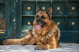 德国牧羊犬悠闲趴坐